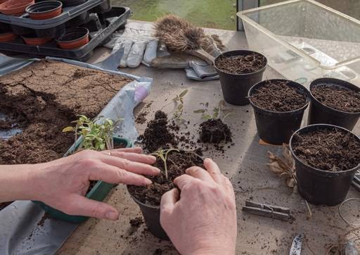 Potting up vegetable seedlings into bigger pots